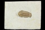 Detailed, Long Kainops Trilobite - Oklahoma #95692-1